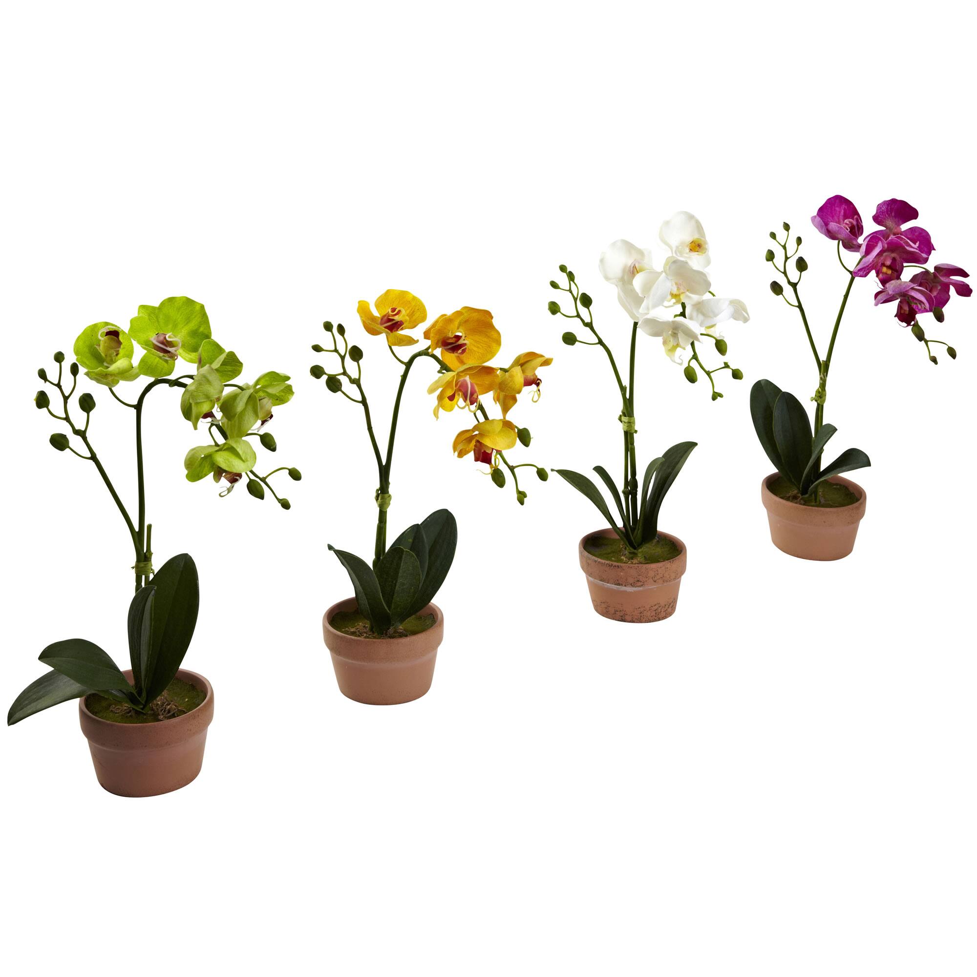 13" Orchid with Clay Vase, 4ct.